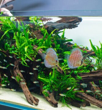 aquarismo sem misterio